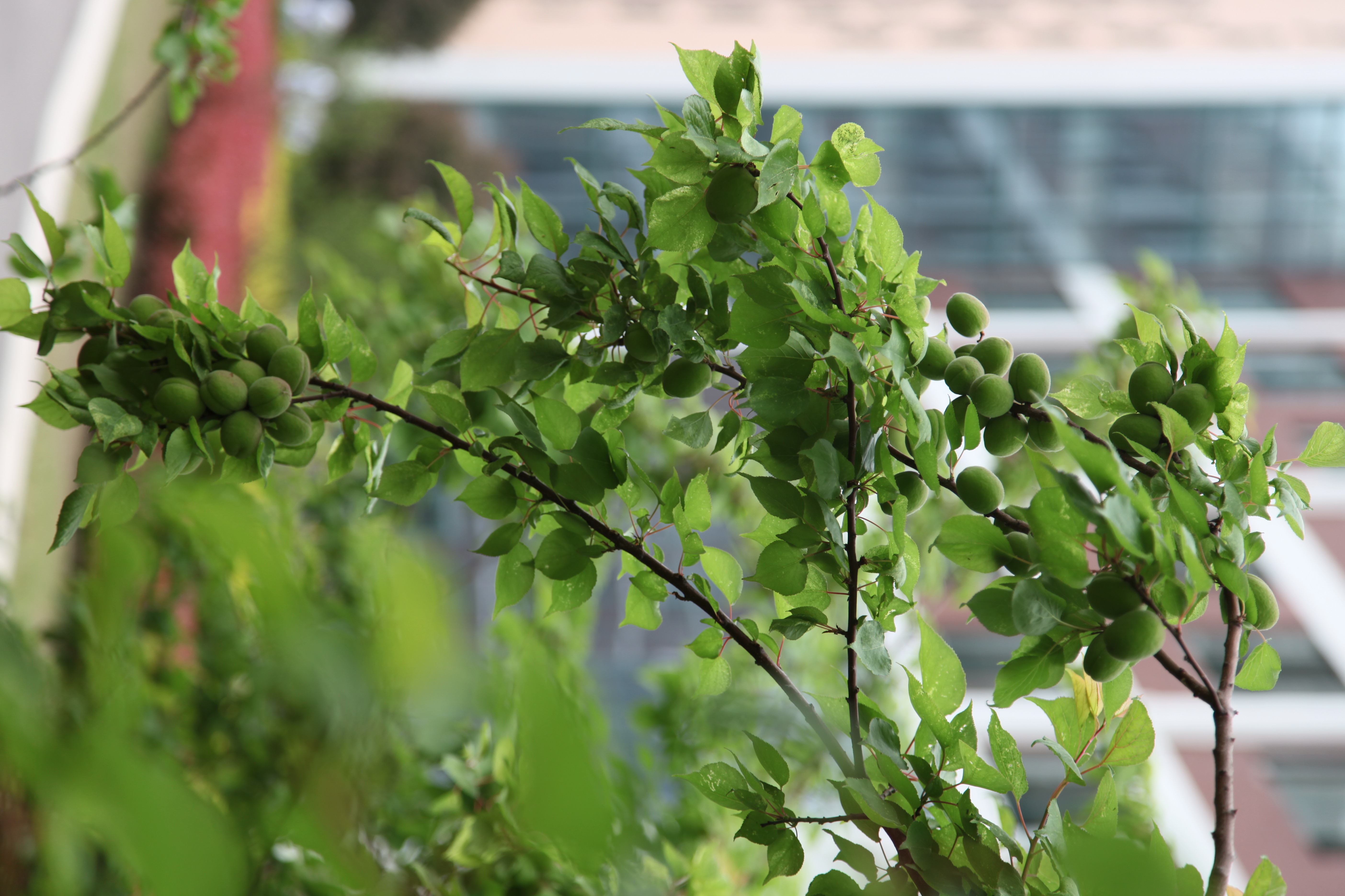 校园景色 (39).jpg